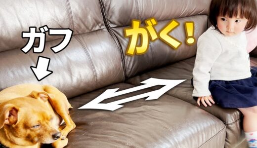 犬たちの名前を呼んで距離を縮める1歳娘