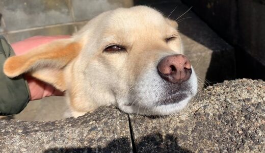 撫でられてヘブン状態の白い犬と飯食って水飲んで寝る猫