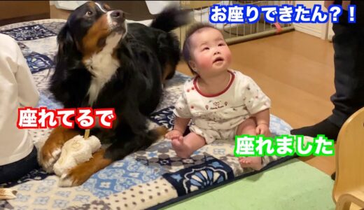 【赤ちゃんと犬】ふうちゃんお座りできました！　バーニーズマウンテンドッグ　 bernese mountain dog