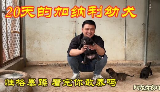 曾被许多国家禁养，才20天小幼犬脾气就这么暴躁，你敢养吗？