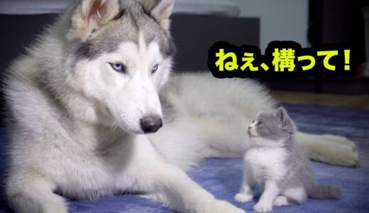 ハスキー犬に構ってほしくて何度も話をかける赤ちゃん猫が可愛すぎた