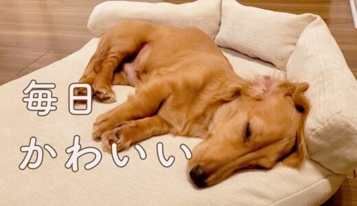 【ミニチュアダックスフンド】毎日デレデレ　犬との夜