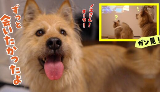 画面の中に友達（犬）を見つけて、犬が大はしゃぎ＆大喜びです！