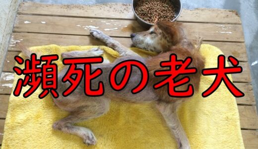 【動く絵本】誰も見てくれない…この老犬は生きてるのに…【実話】