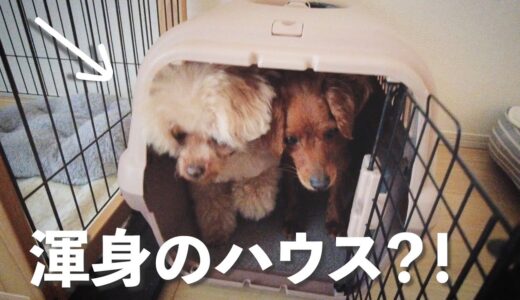 保護犬&先住犬、一緒にハウスした日のVlog【Day54】