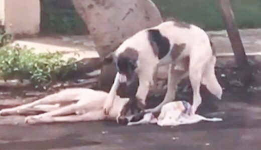 車に轢かれた犬に寄り添う仲間の犬。救助されてもずっと離れずに見守り続ける強い絆に心打たれる【感動】