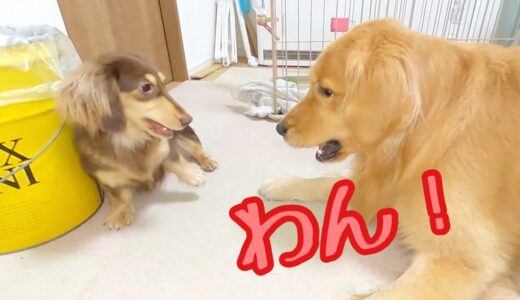 大型犬に吠えられて腰を抜かしちゃった小型犬。ゴールデンレトリバーのクッキーとミニチュアダックスフンドの子犬ショコラとの幸せな日常