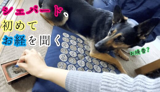 シェパード犬、初めてお経を聞く【German Shepherd】 This Is The First Time For My Dog To Hear Of A Sutra