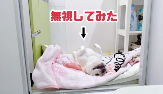 いじける犬を無視し続けたら笑えない結末に..【フレンチブルドッグ frenchbulldog】