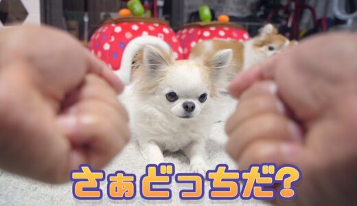 人間の1億倍と言われる犬の嗅覚がどれぐらい凄いのか実験してみましたｗ