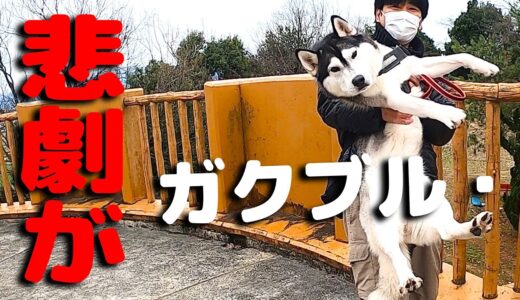 テンションMAXでお出かけしたハスキー犬に悲劇が・・・・ハスキー犬と保護犬トイプードル