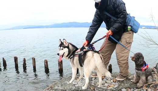 ブルブル震えながら怯える保護犬トイプードルだったのにハスキー犬について行く姿に涙