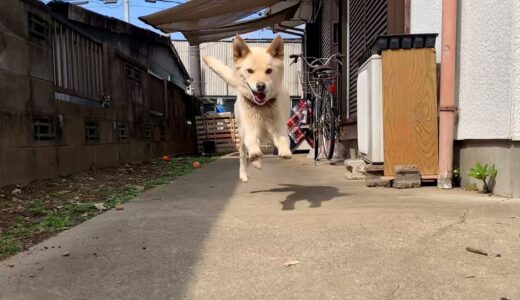 遊びを誘ってくれる白い犬と一緒にこたつであたたまろう猫