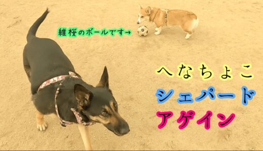 やっぱりへなちょこシェパード犬、ドッグランでボールを奪われる【German Shepherd】 My Dog is Stolen Her Ball At the Dog Park.