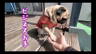 愛犬のお手が「ビジネスお手」か検証してみたらガチでビジネスだった パグ犬ぷぅPug