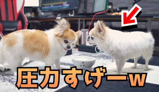 朝ご飯抜きで検査から帰宅した腹ペコ老犬チワワの御飯を狙う妹チワワｗ