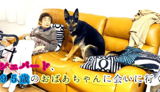 シェパード犬、95歳のおばあちゃんに会いに行く【German Shepherd】 My Dog Is Going To Meet the 95 yrs Old Grandmother!