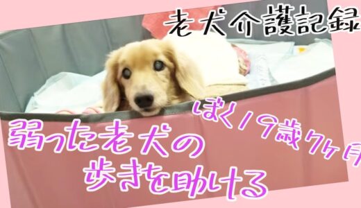 老犬のぐるぐるをサポート　ぼく19歳7か月！　老犬介護　マロン君　【ミニチュアダックス】2021 3 5撮影