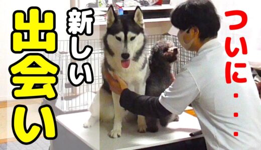 新しい家族を迎えました！長生きしてね！ハスキー犬と保護犬トイプードル