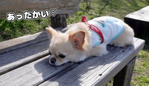 犬が座るベンチが暖かくてその場から動けなくなる姿が可愛いw