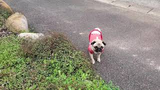 「ごはん」という言葉にはどうしても反応してしまうパグ犬ぷぅPug