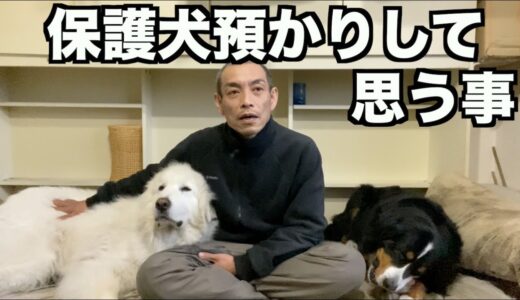 保護犬預かり家族をして思う事