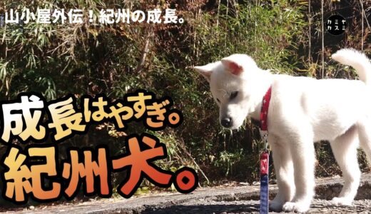 【紀州犬】子犬から６ヶ月の軌跡。山小屋での活躍に期待。田舎暮らし/山小屋/日本犬