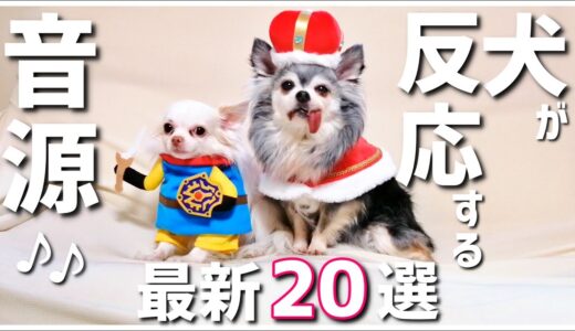 【最新版】犬が反応する音源 厳選20選