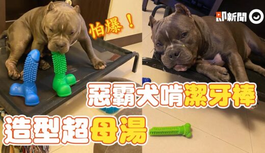 惡霸犬忘情啃「超粗棒狀潔牙玩具」 網歪樓笑瘋：覺得痛｜狗｜寵物動物｜精選影片