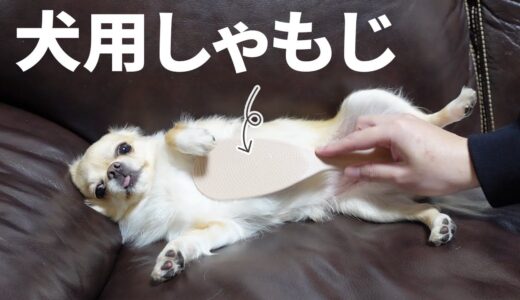 しゃもじで犬をひたすら撫で続けたらこうなりましたｗ【チワワ】【chihuahua】