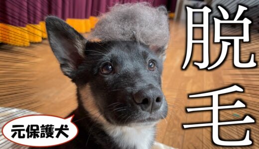 生後３ヶ月の元保護犬による初めての脱毛体験。