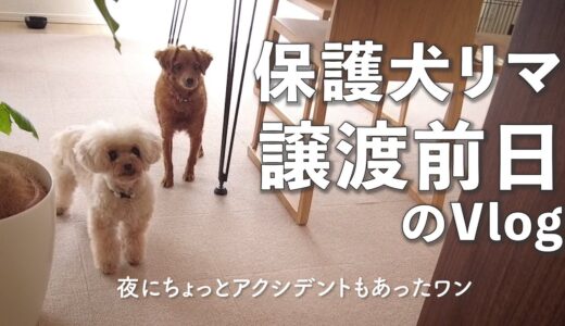 ついに譲渡前日。保護犬のモーニングルーティーン＆ちょっと事故。