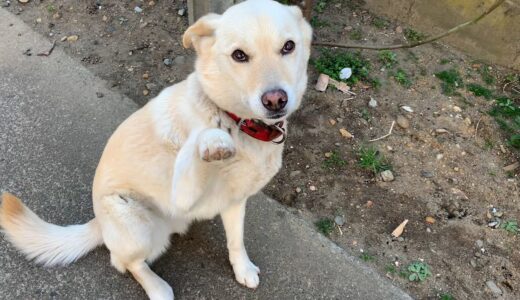 優しいお手する白い犬と毛布の上で日向ぼっこ猫