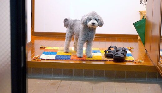 雨でお散歩を諦めた犬にお散歩を誘ってみたら奇跡が起きた