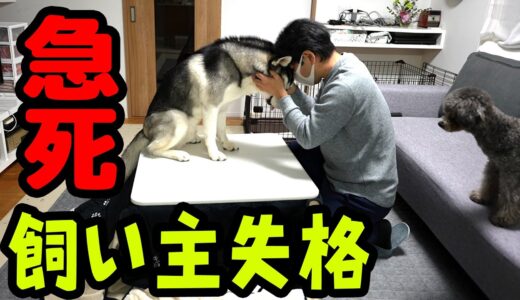 愛犬が誤飲で死にかけた話　ハスキー犬と保護犬トイプードル