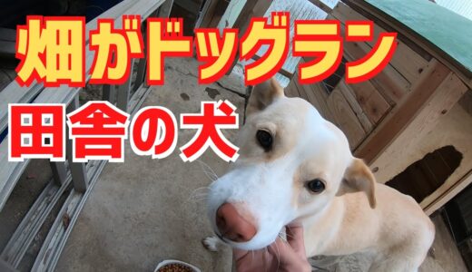 ハナちゃん散歩！いつもの田舎の犬の日常