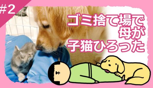 子猫と大型犬が仲良くなるまでのやつ【ムギ編②】