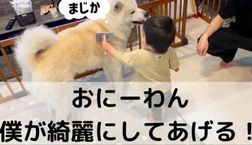 【秋田犬と赤ちゃん】１歳児のはじめてのブラッシング！