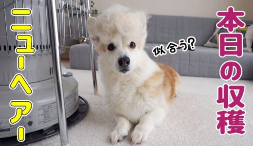 モフモフ犬の宿命【コーギー】