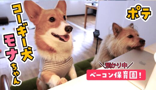 コーギー犬モナちゃん預かり中！すっかり馴染んできました