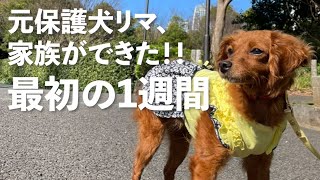 元保護犬リマ、家族のはじまりの1週間【New Life, 1st week】