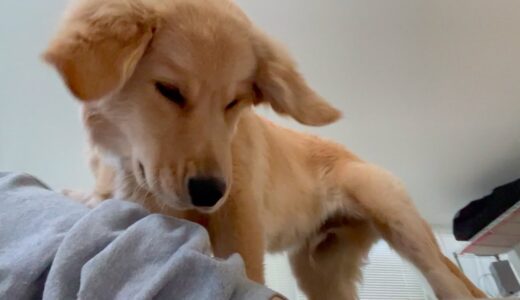 【音量注意】大型犬の躾を怠ると、このように手がつけられなくなります・・・