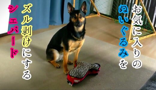 お気に入りのぬいぐるみをズル剥けにするシェパード犬【German Shepherd】 My Dog Breaks a Stuffed Animal of a Zebra