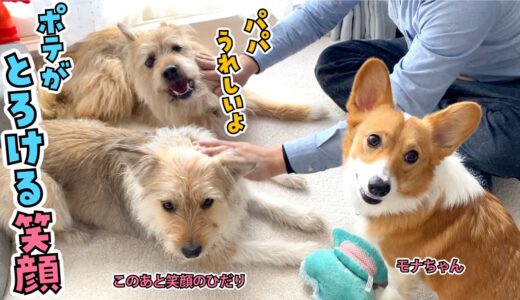 【お昼に急遽アップ！】コーギー犬モナちゃんと再会したらポテがとろけました