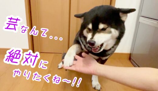 犬芸なんて、そっちのけ！！柴犬が「オテ」したくない驚愕の理由とは…。