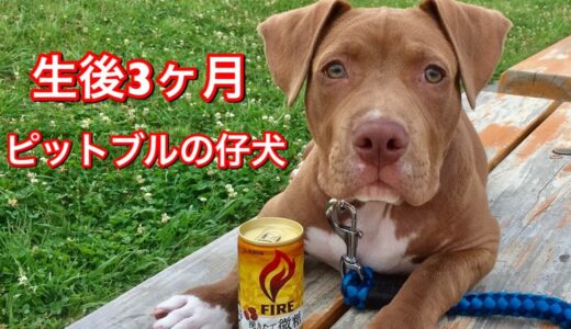 我が家にかわいい犬がやってきた‼︎バウンスと初めて会った時の記録映像‼︎