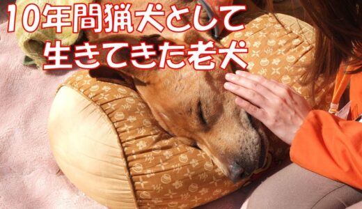 【動く絵本】猟犬を引退した老犬～命の記録～【実話】