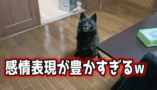 甲斐犬一休、どうしても一緒に寝たい