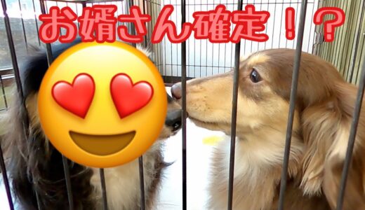 【犬の妊活】小型犬ショコラのお婿さん候補が決まりました！パパ確定！？ゴールデンレトリバーのクッキーとミニチュアダックスフンドの子犬ショコラとの幸せな日常