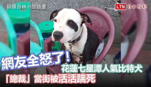 網友全怒了！花蓮七星潭人氣比特犬「總裁」當街被活活踹死 (翻攝自林小慧臉書)